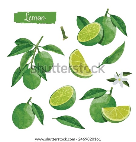 Set of Green Lemon fruit Design elements. watercolour style vector illustration.