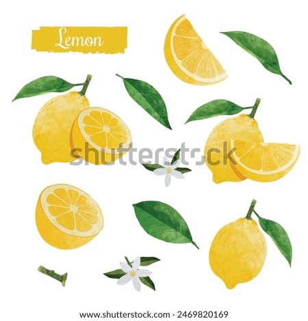 Set of Green Lemon fruit Design elements. watercolour style vector illustration.