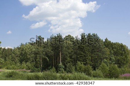 Summer pin tree forest landscape with clouds