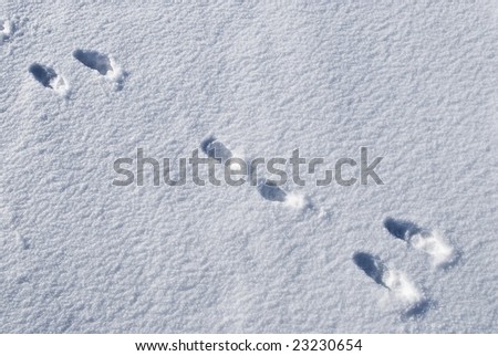 Footprints of a rabbit