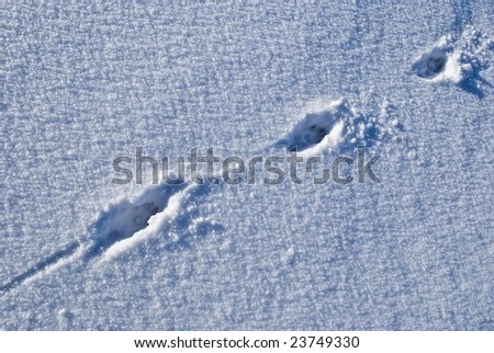 traces of the dog on snow