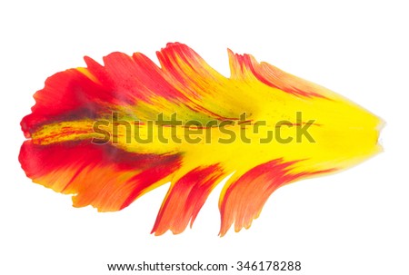 Similar – Image, Stock Photo Tulip Petal Macro tulip