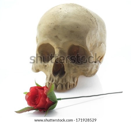 Skull head and rose on white background.