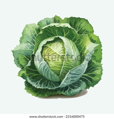 vector cute cabbage cartoon style