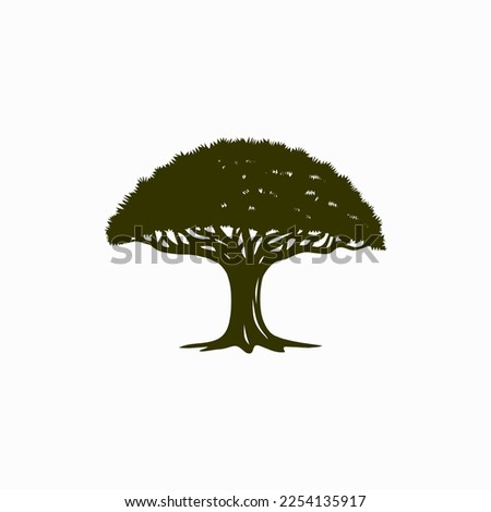 big dracaena cinnabari tree vector