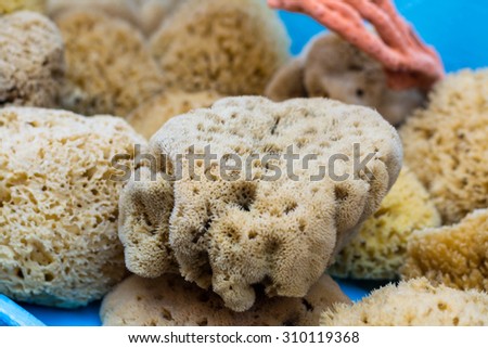 Sea sponges