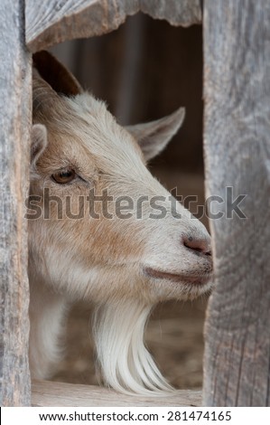 A goat looks through a hole in a barn wall.