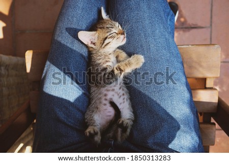 Similar – Image, Stock Photo cute lovely small dog wet in bathtub, clean dog. Woman washing her dog. Pets indoors