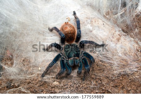 Chromatopelma cyaneopubescens adult female eating a roach- Greenbottle blue tarantula (GBB) Adult greenbottles have metallic blue legs, a blue-green carapace and a vibrant orange abdomen.
