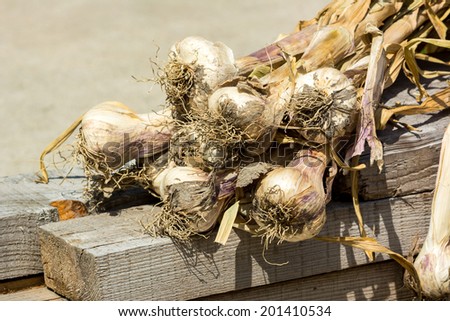 fresh garlic from the garden
