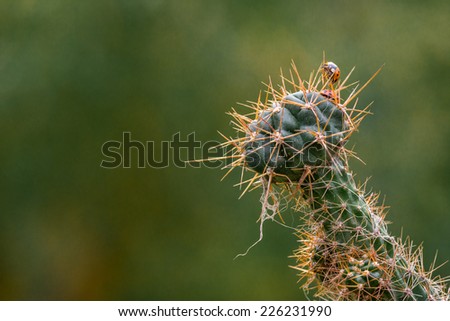 green cactus with a ladybird walking in dangerous situation. insect. plant - wallpaper background