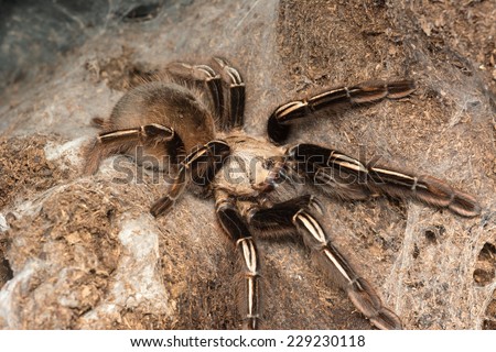 Skeleton tarantula - Ephebopus murinus adult female tarantula