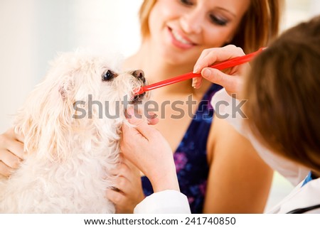 Veterinarian: Vet Shows Owner How To Brush Dog's Teeth