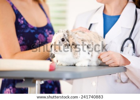 Veterinarian: Rabbit Sits On Table While Vet And Owner Talk