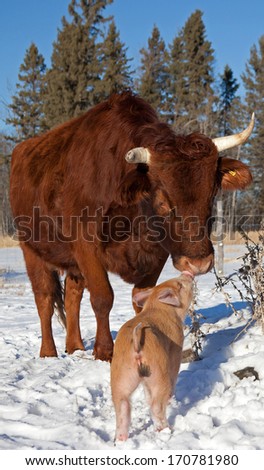 Curious Dexter cow and Duroc piglet sniffing each other on a winter day.