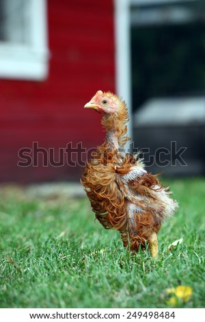 A young Red Frizzle chicken out in the yard on a late spring day