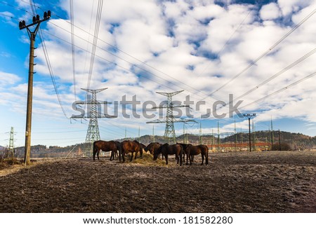 Horses near Electric Power Distribution facility