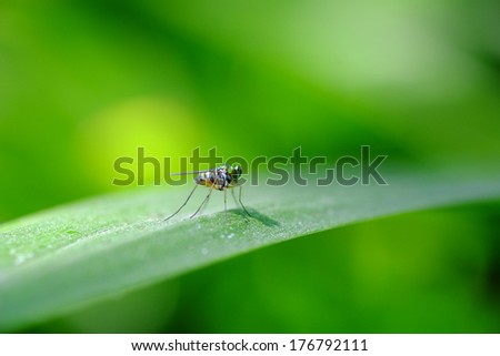 bug on the leaf