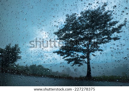 silhouette tree with rain drops on glass