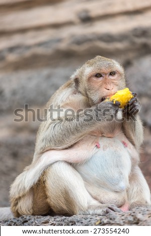 Monkey eating mature mango
