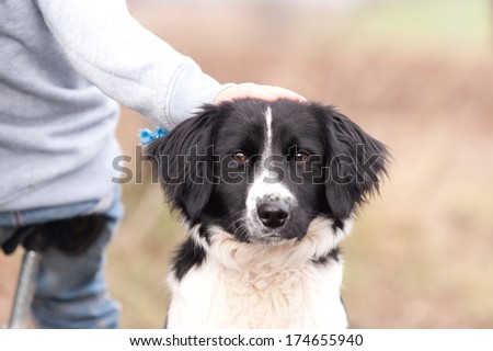 Good dog-close up shot of beautiful border collie dog with its owners hand resting on its head as it sits patiently waiting.