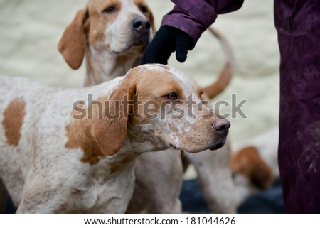 Hound enjoys a fuss as it waits at meet to go out drag hunting in the UK