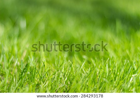 Perfect green background by the fresh grass