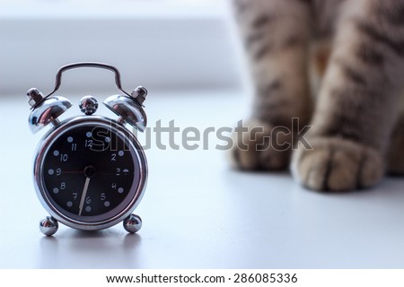 Morning time displayed on the alarm clock near the cat paws