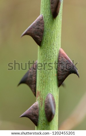 Similar – Image, Stock Photo Pointed thorns of dog rose (rosehip), like re-hooks, dangerous and hurting. Against neutral background.