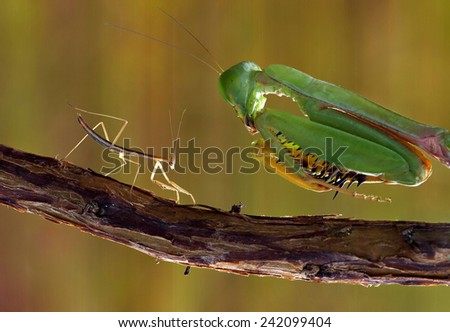 Praying Mantis Larva and an adult praying mantis on a branch with green background