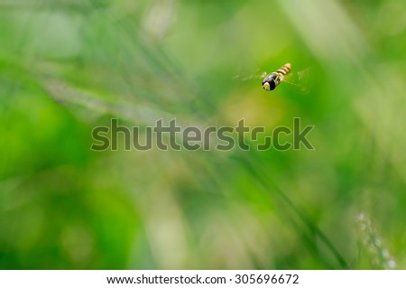 Flying Hover Fly Flower fly with green background