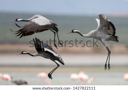 Similar – Foto Bild Gemeiner Kranich (Grus grus). Naturschutzgebiet der Lagune von Gallocanta. Aragonien. Spanien.