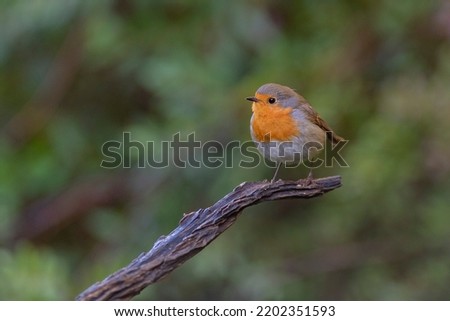 European robin, robin or robin redbreast (Erithacus rubecula) Malaga, Spain Zdjęcia stock © 