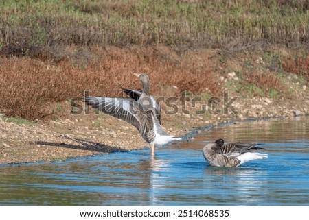 Similar – Image, Stock Photo A greylag goose at a lake in the Odenwald