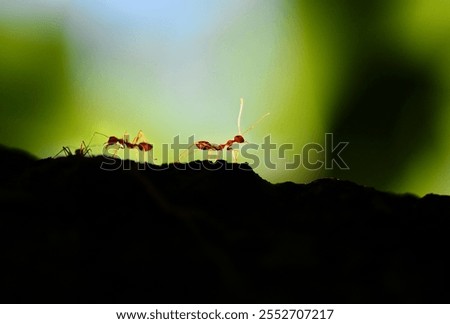 Similar – Foto Bild Dunkelbraune Ameise mit glänzendem Kopf und glänzenden Beinen