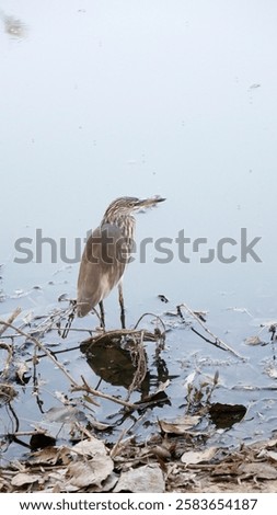 Similar – Image, Stock Photo Heron on edge in river in Görlitz