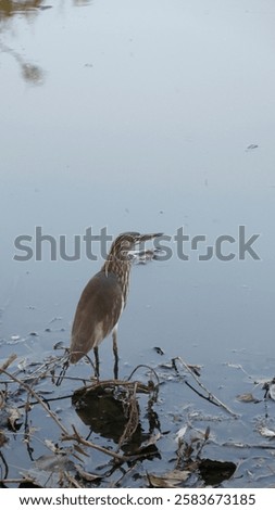 Similar – Image, Stock Photo Heron on edge in river in Görlitz