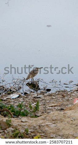 Similar – Image, Stock Photo Heron on edge in river in Görlitz