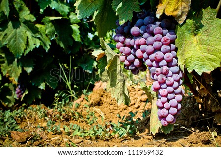 Fresh juicy grape in vineyard natural background - Wine  colorful  background
