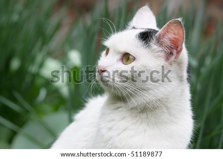 Surprised cat in the grass