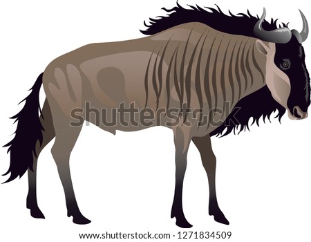 Gnu Wildebeest, African Wild Life Animal - Vector Illustration