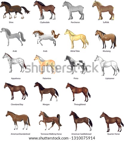 Horse breeds Set, Various Stallion,  Animal , Gallop and Draught Horse - Vector  Illustration