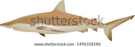 Bronze Whaler Shark, Demersal, Marine Fish - Vector