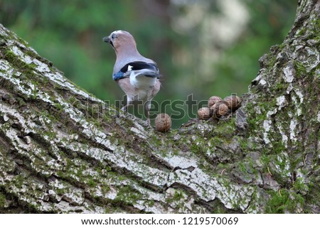 Eurasian Jay (Garrulus Glandarius) Looking for Food (nuts) Zdjęcia stock © 