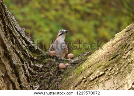Eurasian Jay (Garrulus Glandarius) Looking for Food (nuts) Zdjęcia stock © 