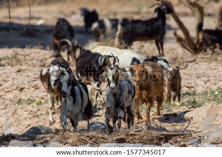 Similar – Image, Stock Photo Goat (Capra aegagrus hircus). Jandia. Fuerteventura. Canary Islands. Spain.