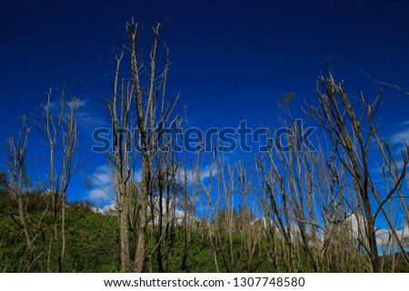 Death Forest - Pegunungan Afak Stok fotoğraf © 