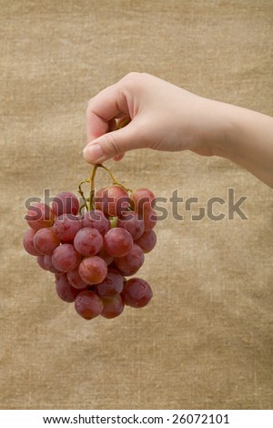 Bunch of grapes on the female hand