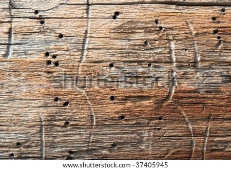 Surface of rotten wood with holes the made larvae of bugs