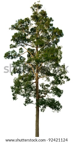 Similar – Image, Stock Photo needles Tree